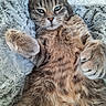 cat, tabby, feline, pet, fur, whiskers, paws, blanket, cozy, relaxed, indoor, closeup, cute, animal, mammal, sleepy, resting, soft, comfortable, domestic