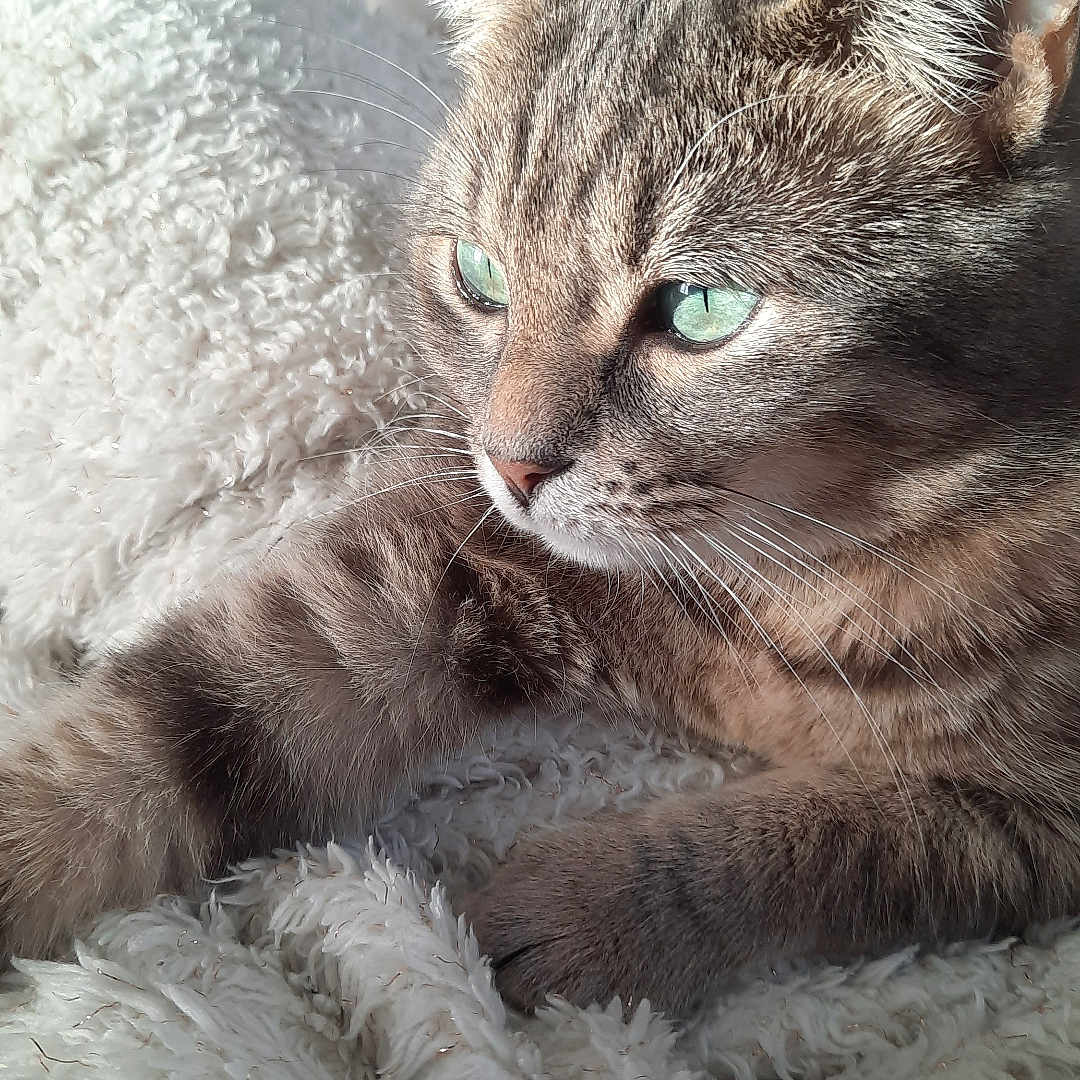 Nala