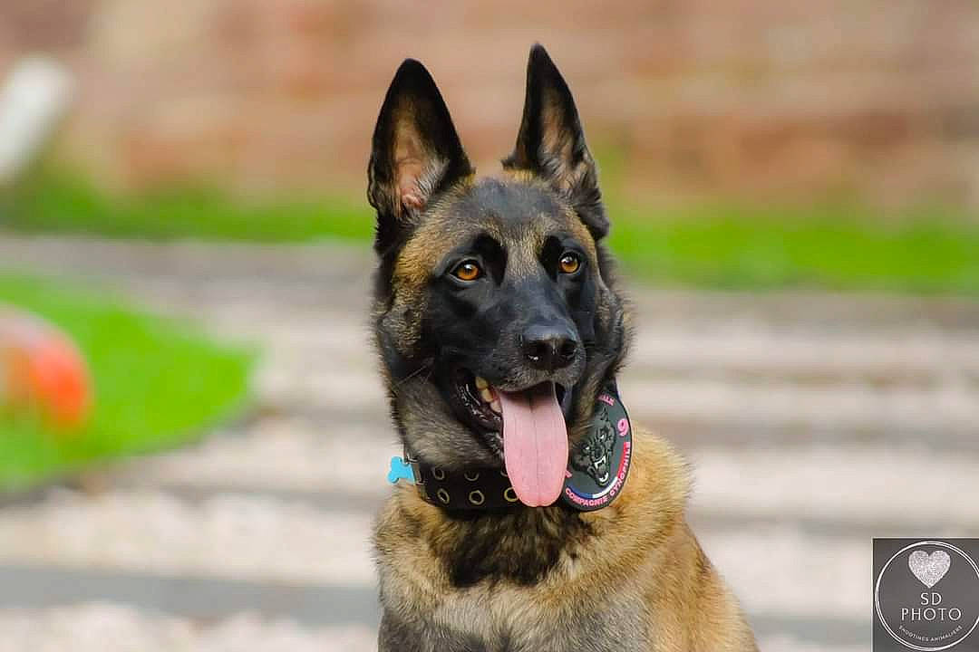 Kyra a rejoint le concours — aidez-le/la à gagner de superbes lots ! belgian_shepherd_malinois, biting, canidae, carnivore, collar, dog, dog_breed, east_european_shepherd, german_shepherd_dog, guard_dog, herding_dog, king_shepherd, law_enforcement, old_german_shepherd_dog, snout, sporting_group, working_animal, working_dog
