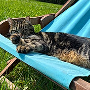 Zénith a rejoint le concours — aidez-le/la à gagner de superbes lots ! cat, tabby, outdoor, chair, blue_fabric, grass, sunlight, relaxed, paws, feline, nature, wooden_frame, pet, animal, resting, summer, closeup, striped, greenery, daylight