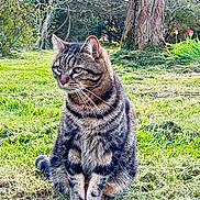 Zénith a rejoint le concours — aidez-le/la à gagner de superbes lots ! animal, calm, cat, daylight, flower, fur, garden, grass, greenery, mammal, nature, outdoor, peaceful, pet, plant, sitting, tabby_cat, tree, tulip, whiskers