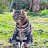 animal, calm, cat, daylight, flower, fur, garden, grass, greenery, mammal, nature, outdoor, peaceful, pet, plant, sitting, tabby_cat, tree, tulip, whiskers