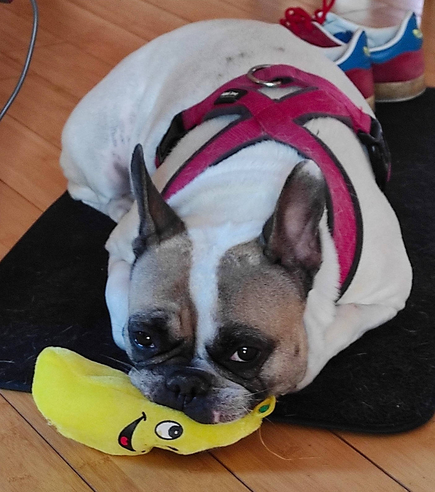 Mitsy participe au concours pour gagner de l'argent avec cette photo : boston_terrier, bulldog, canidae, carnivore, companion_dog, dog, dog_breed, ear, fawn, french_bulldog, head, mammal, non_sporting_group, puppy, snout, toy_bulldog, toy_dog, whiskers