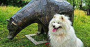 Rukia a rejoint le concours — aidez-le/la à gagner de superbes lots ! dog, white_dog, fluffy_dog, metal_sculpture, bear_sculpture, grass, greenery, trees, outdoor, nature, happy_dog, tongue_out, park, sunny, daytime, animal, pet, leash, sculpture, art