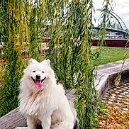 Rukia participe au concours pour gagner de l'argent avec cette photo : dog, white_dog, samoyed, smiling, tongue_out, bench, willow_tree, greenery, park, grass, wood, outdoor, daylight, happy, nature, leaves, bridge, architecture, pets, canine