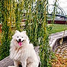dog, white_dog, samoyed, smiling, tongue_out, bench, willow_tree, greenery, park, grass, wood, outdoor, daylight, happy, nature, leaves, bridge, architecture, pets, canine