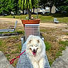 Rukia participe au concours pour gagner de l'argent avec cette photo : dog, white_dog, fluffy_dog, bench, red_leash, park, grass, trees, outdoor, sunny, metal_bench, relaxed, pet, canine, nature, summer, shade, sidewalk, leisure, animal