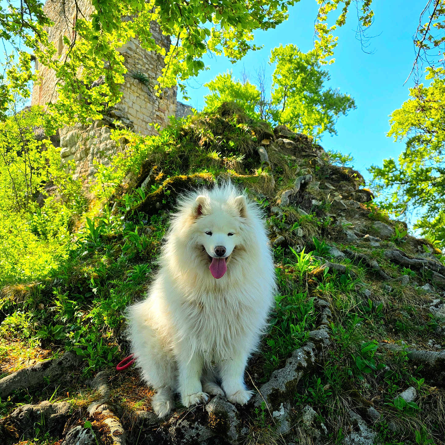 Rukia participe au concours pour gagner de l'argent avec cette photo : dog, samoyed, white_fur, fluffy, tongue_out, sitting, nature, greenery, trees, roots, moss, hill, sunlight, blue_sky, stone_structure, outdoor, forest, happy, pet, canine