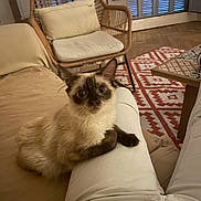 Yoda a rejoint le concours — aidez-le/la à gagner de superbes lots ! cat, siamese_cat, indoor, person, lap, sitting, furniture, chair, rug, wooden_floor, cozy, curious, pet, animal, living_room, cushion, relaxing, home, white_pants, brown_paws