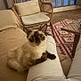 cat, siamese_cat, indoor, person, lap, sitting, furniture, chair, rug, wooden_floor, cozy, curious, pet, animal, living_room, cushion, relaxing, home, white_pants, brown_paws