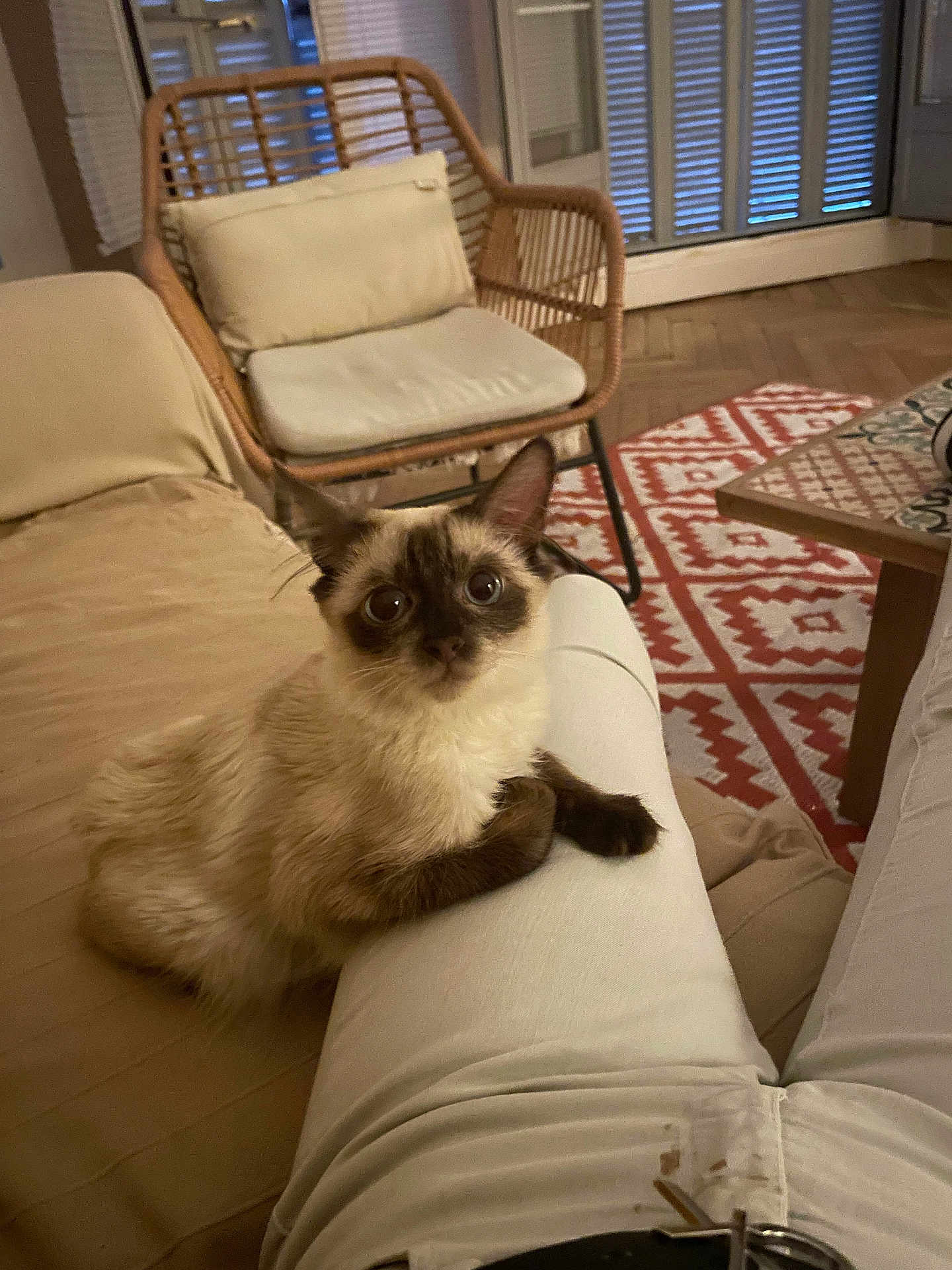 Yoda a rejoint le concours — aidez-le/la à gagner de superbes lots ! cat, siamese_cat, indoor, person, lap, sitting, furniture, chair, rug, wooden_floor, cozy, curious, pet, animal, living_room, cushion, relaxing, home, white_pants, brown_paws