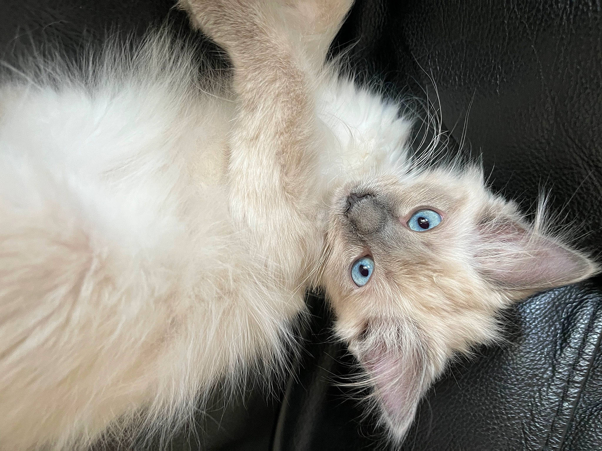 Bambi is registered to the contest to win money with this photo: carnivore, cat, claw, comfort, domestic_short_haired_cat, ear, electric_blue, eye, fawn, felidae, fur, head, iris, paw, small_to_medium_sized_cats, snout, tail, terrestrial_animal, whiskers, working_animal