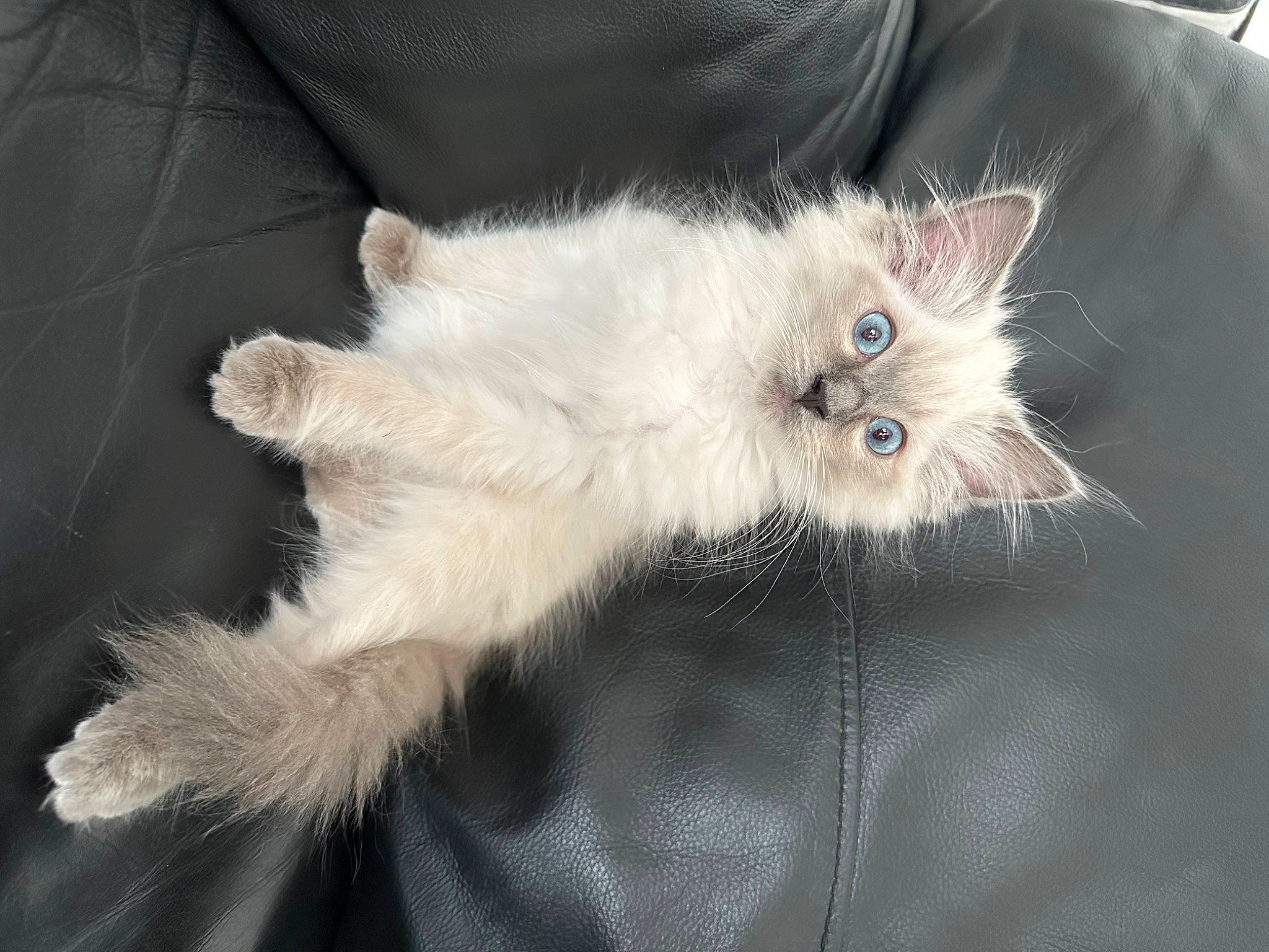Bambi is registered to the contest to win money with this photo: british_longhair, carnivore, cat, claw, comfort, domestic_short_haired_cat, eye, fawn, felidae, foot, fur, paw, small_to_medium_sized_cats, snout, tail, whiskers
