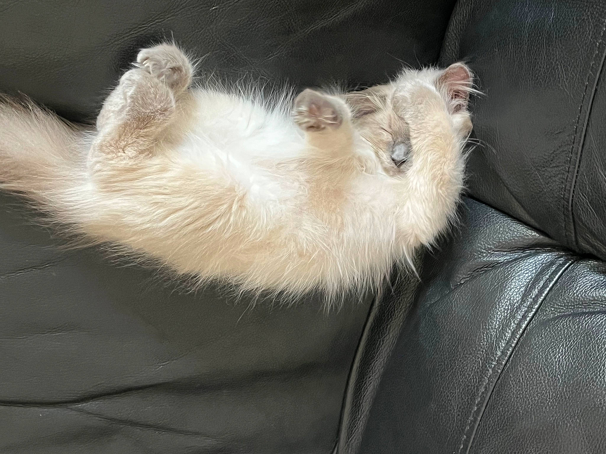 Bambi is registered to the contest to win money with this photo: canidae, carnivore, cat, claw, comfort, companion_dog, dog_breed, fawn, felidae, foot, fur, mustelidae, mustelinae, paw, small_to_medium_sized_cats, snout, tail, terrestrial_animal, whiskers, wildlife