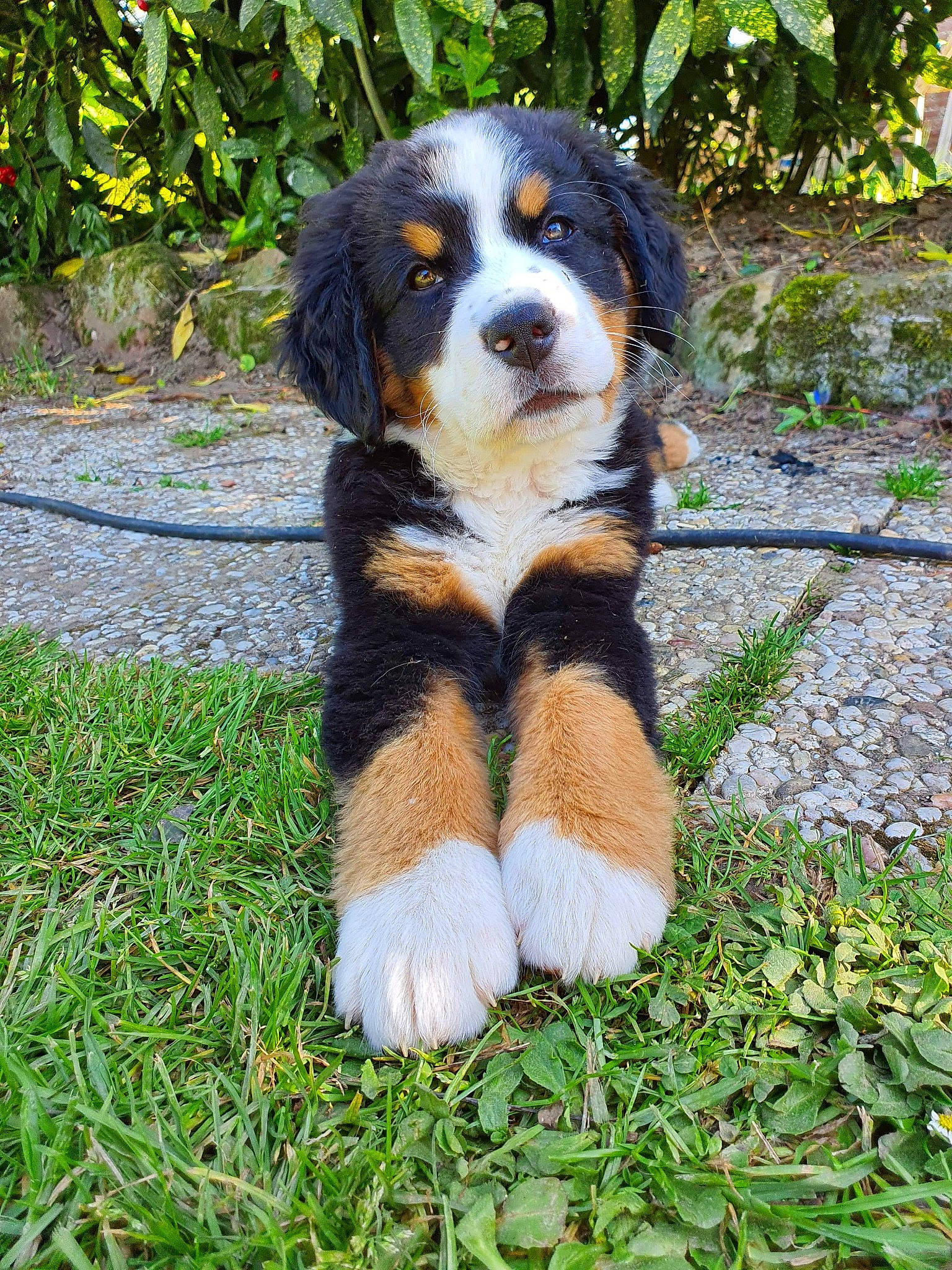 Roméo a rejoint le concours — aidez-le/la à gagner de superbes lots ! appenzeller_sennenhund, bernese_mountain_dog, canidae, carnivore, companion_dog, dog, dog_breed, english_shepherd, entlebucher_mountain_dog, greater_swiss_mountain_dog, mammal, puppy, rare_breed_dog, sporting_group, vertebrate, working_dog