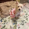 dog, pet, bed, blanket, floral_pattern, dress, furniture, indoor, cozy, laundry_basket, wooden_dresser, animal, cute, small_dog, pink, white, ears, face, carpet, butterfly