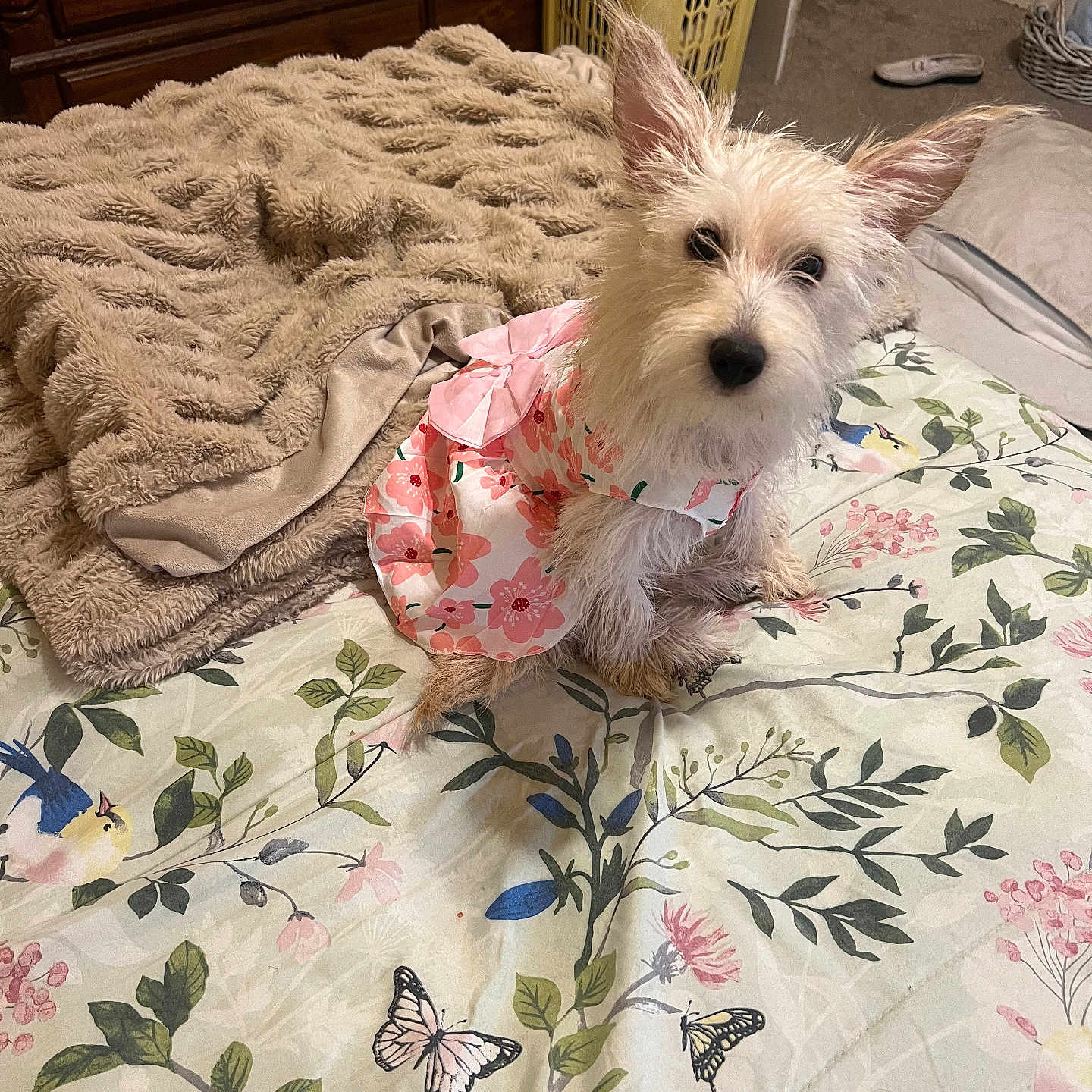 Peppermint joined the competition — help win amazing prizes! dog, pet, bed, blanket, floral_pattern, dress, furniture, indoor, cozy, laundry_basket, wooden_dresser, animal, cute, small_dog, pink, white, ears, face, carpet, butterfly