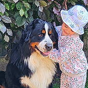 Scott a rejoint le concours — aidez-le/la à gagner de superbes lots ! animal, bernese_mountain_dog, child, cute, dog, floral_clothing, friendly, grass, greenery, happy, hat, hugging, leaves, nature, outdoor, pet, portrait, smiling, toddler, young_child