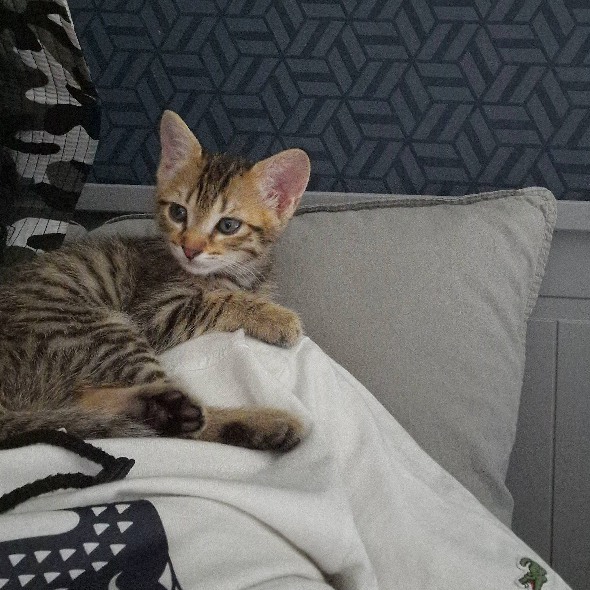 Fifi participe au concours pour gagner de l'argent avec cette photo : bed, bedding, carnivore, cat, cat_supply, claw, comfort, couch, domestic_short_haired_cat, fawn, felidae, fur, linens, paw, sitting, small_to_medium_sized_cats, snout, terrestrial_animal, whiskers, wildlife