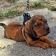 Bonny a rejoint le concours — aidez-le/la à gagner de superbes lots ! puppy, dog, brown_dog, canine, harness, leash, outdoor, pavement, sidewalk, gravel, grass, lying_down, tail, floppy_ears, black_nose, shiny_eyes, close_up, portrait, pet, adorable