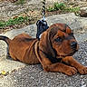 puppy, dog, brown_dog, canine, harness, leash, outdoor, pavement, sidewalk, gravel, grass, lying_down, tail, floppy_ears, black_nose, shiny_eyes, close_up, portrait, pet, adorable