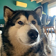 Ukon a rejoint le concours — aidez-le/la à gagner de superbes lots ! dog, alaskan_malamute, indoor, pet, fur, face, eyes, nose, floor, chair, table, window, curtain, wooden_ceiling, air_conditioner, tile_floor, home, cozy, relaxed, portrait