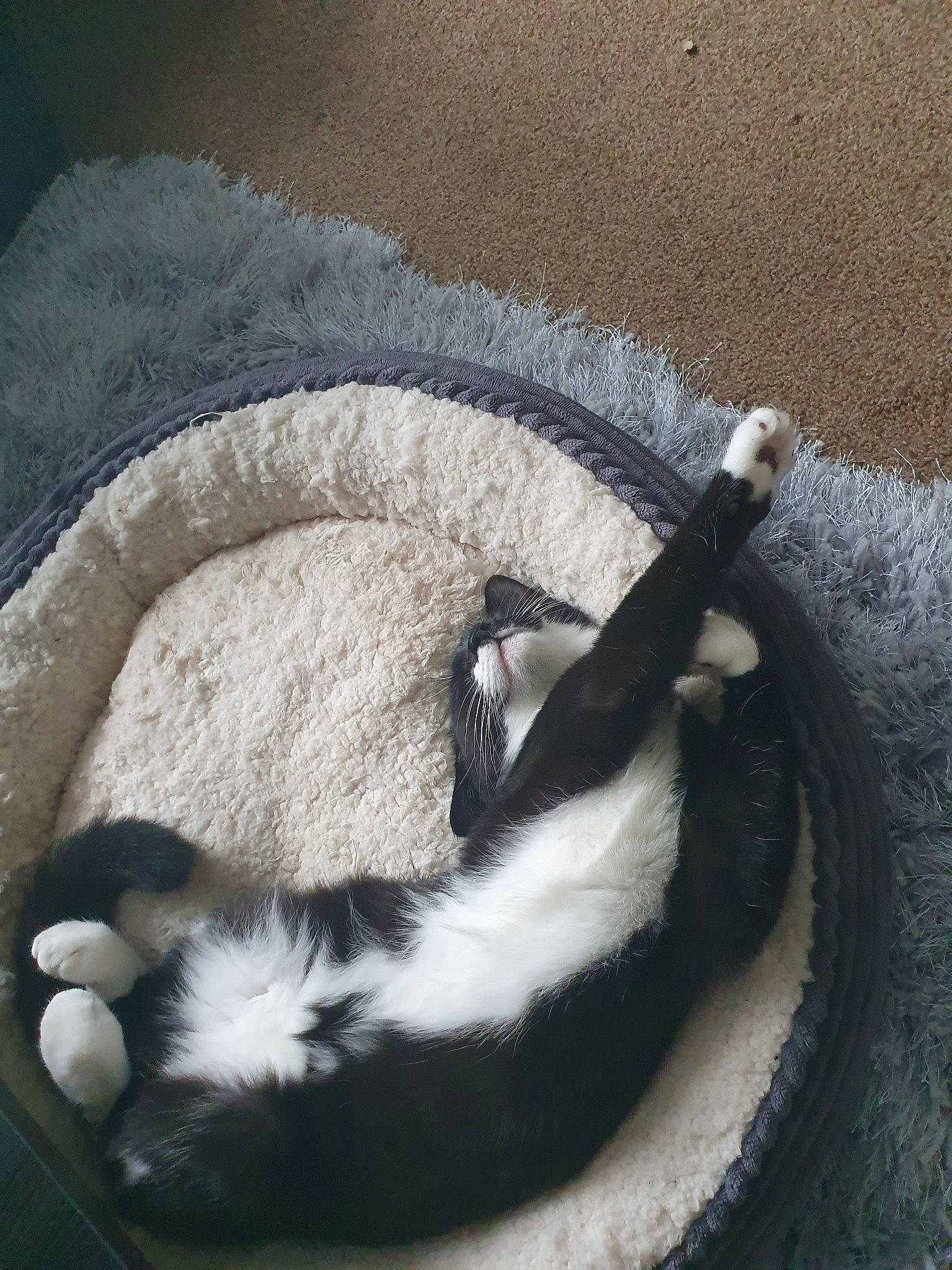 Cleo joined the competition — help win amazing prizes! canidae, carnivore, cat, paw, puppy, tail