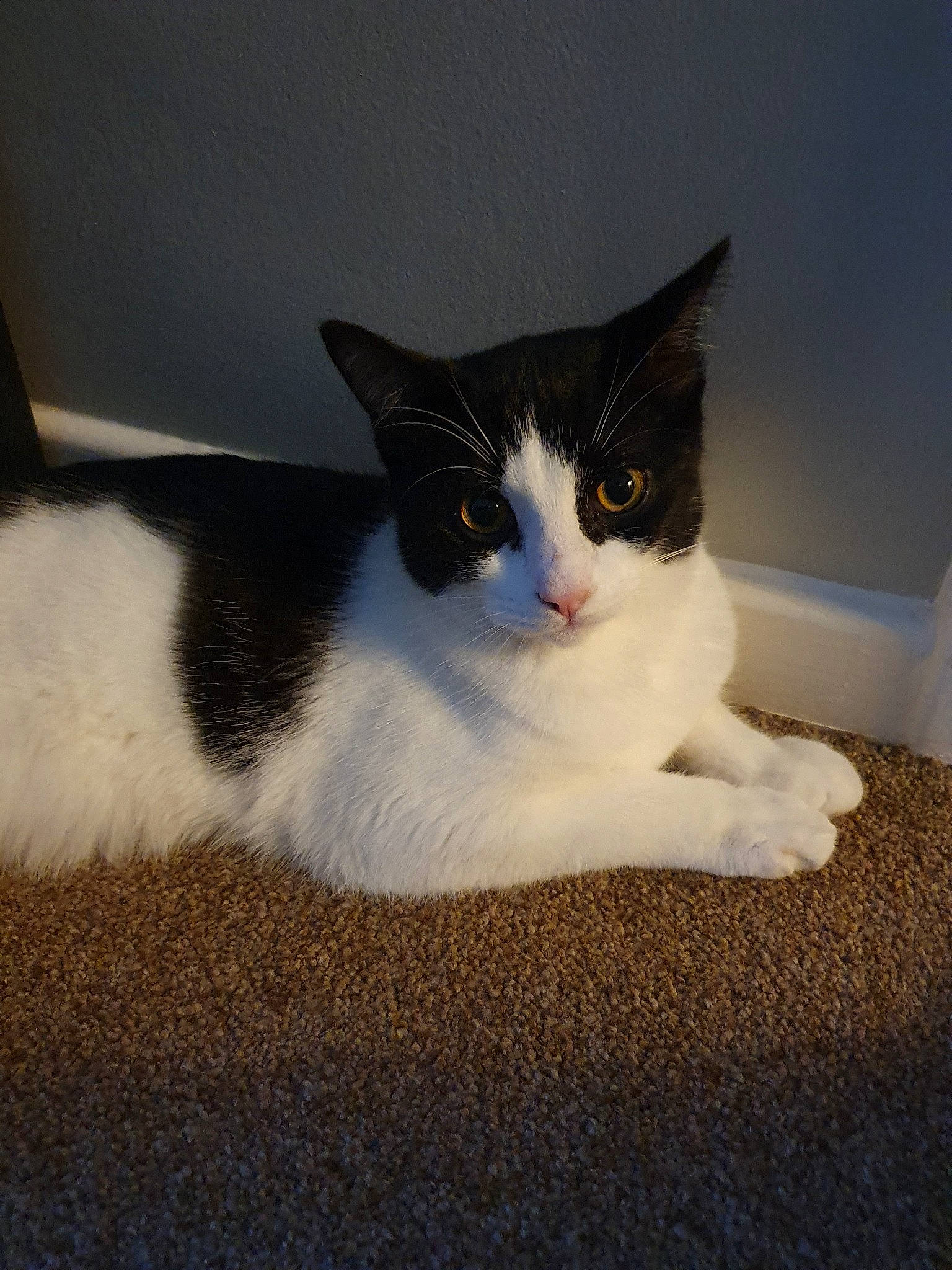 Fig is registered to the contest to win money with this photo: aegean_cat, american_wirehair, carnivore, cat, domestic_short_haired_cat, european_shorthair, eye, felidae, fur, japanese_bobtail, kitten, mammal, polydactyl_cat, small_to_medium_sized_cats, tail, whiskers