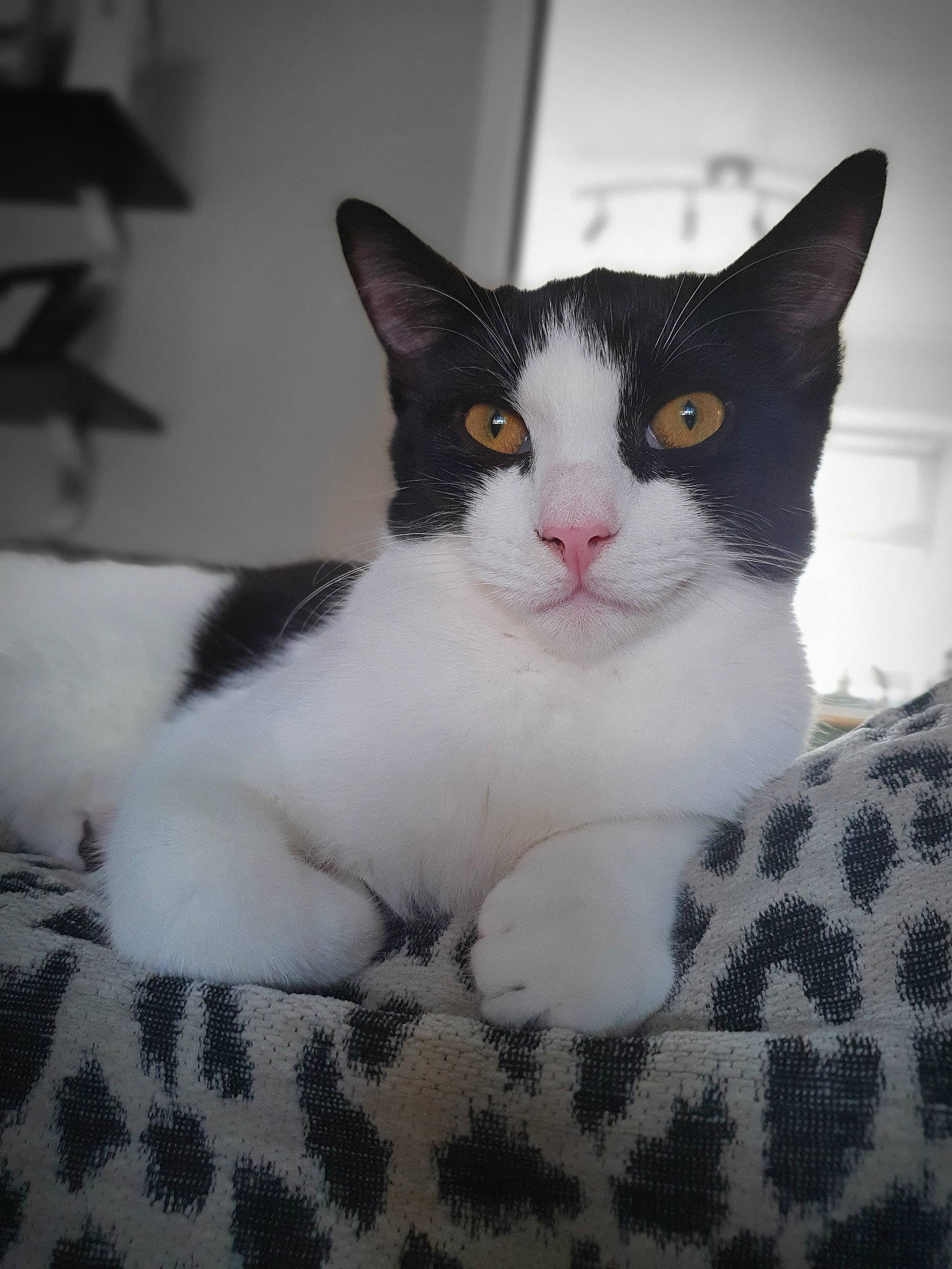 Fig joined the competition — help win amazing prizes! aegean_cat, american_wirehair, carnivore, cat, domestic_short_haired_cat, european_shorthair, felidae, japanese_bobtail, kitten, mammal, polydactyl_cat, small_to_medium_sized_cats, vertebrate, whiskers