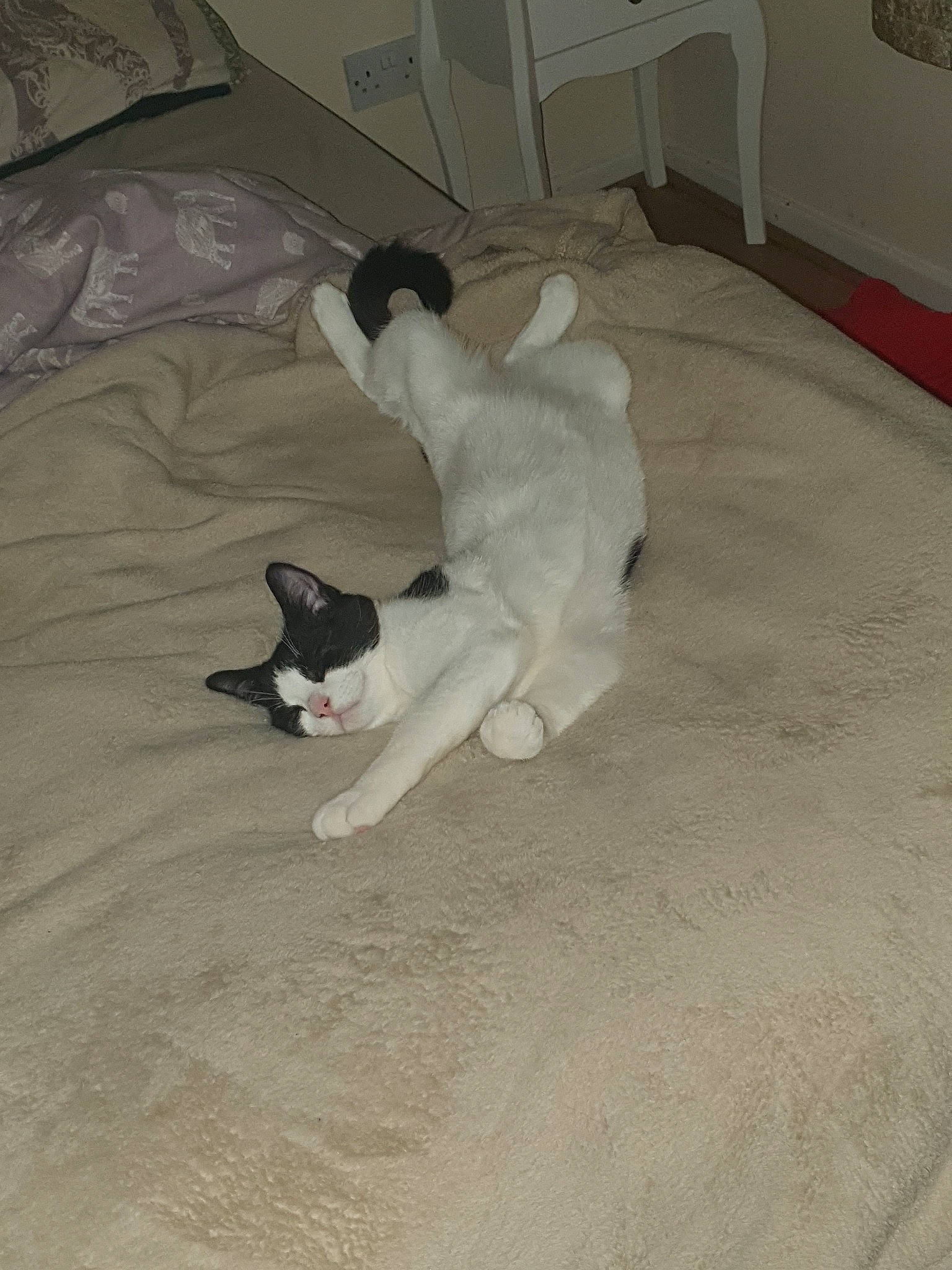 Fig joined the competition — help win amazing prizes! canidae, carnivore, cat, companion_dog, dog, dog_breed, fawn, felidae, floor, flooring, non_sporting_group, paw, sporting_group, tail, white