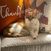 Sunshine is registered to the contest to win money with this photo: cat, orange_cat, white_cat, couch, pillows, thankful_text, gnomes, pumpkin, fall_decor, sunlight, cozy, indoor, furniture, patterned_fabric, relaxed, pet, home_decor, autumn, animal, resting