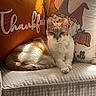 cat, orange_cat, white_cat, couch, pillows, thankful_text, gnomes, pumpkin, fall_decor, sunlight, cozy, indoor, furniture, patterned_fabric, relaxed, pet, home_decor, autumn, animal, resting