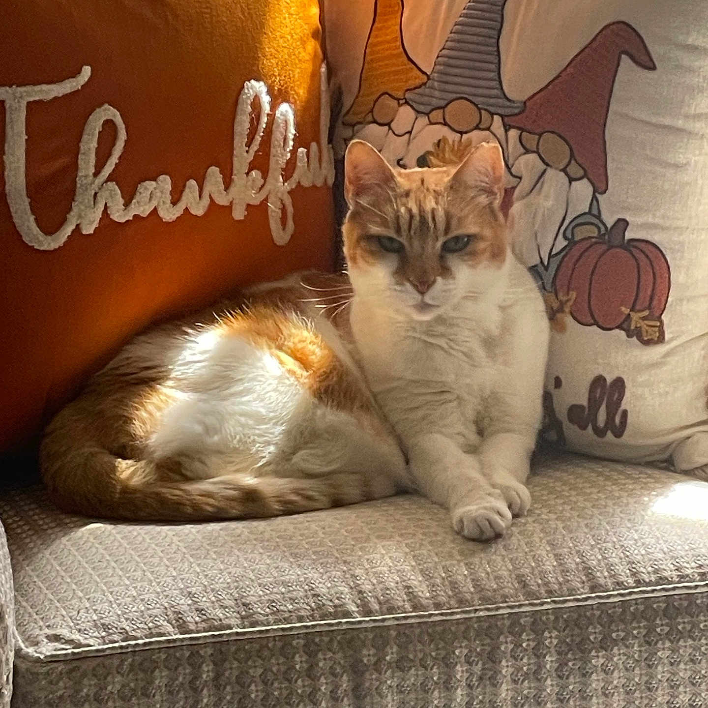 Sunshine is registered to the contest to win money with this photo: cat, orange_cat, white_cat, couch, pillows, thankful_text, gnomes, pumpkin, fall_decor, sunlight, cozy, indoor, furniture, patterned_fabric, relaxed, pet, home_decor, autumn, animal, resting