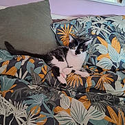 Mimoune a rejoint le concours — aidez-le/la à gagner de superbes lots ! animal, bed, bedding, bedroom, black_and_white, blanket, cat, couch, feline, floral_pattern, home, indoor, kitten, pet, pillow, relaxed, sitting, tropical_pattern, tuxedo_cat, two_cats