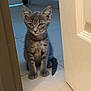 kitten, cat, gray, tabby, pet, animal, indoor, floor, tile, door, doorframe, curious, sitting, young, feline, whiskers, ears, tail, cute, small