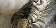 Dexter participe au concours pour gagner de l'argent avec cette photo : cat, kitten, gray_tabby, relaxed, paws, crossed_paws, fur, whiskers, ears, yellow_eyes, indoor, carpet, soft_texture, pet, cute, animal, mammal, young, resting, closeup