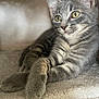 cat, kitten, gray_tabby, relaxed, paws, crossed_paws, fur, whiskers, ears, yellow_eyes, indoor, carpet, soft_texture, pet, cute, animal, mammal, young, resting, closeup