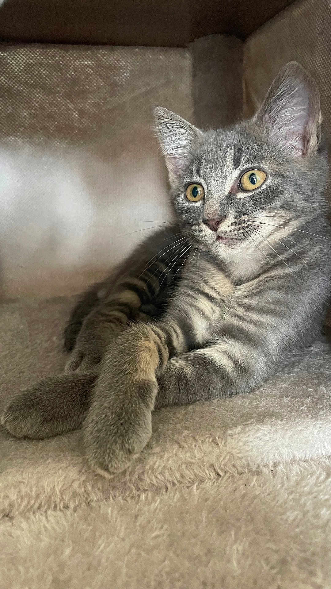 Dexter participe au concours pour gagner de l'argent avec cette photo : cat, kitten, gray_tabby, relaxed, paws, crossed_paws, fur, whiskers, ears, yellow_eyes, indoor, carpet, soft_texture, pet, cute, animal, mammal, young, resting, closeup