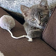 Dexter participe au concours pour gagner de l'argent avec cette photo : closeup, couch, cozy, curious, ears, feline, fur, furniture, gray_cat, home, indoor, kitten, pet, pillow, playful, pom_pom, resting, toy, whiskers, young_cat