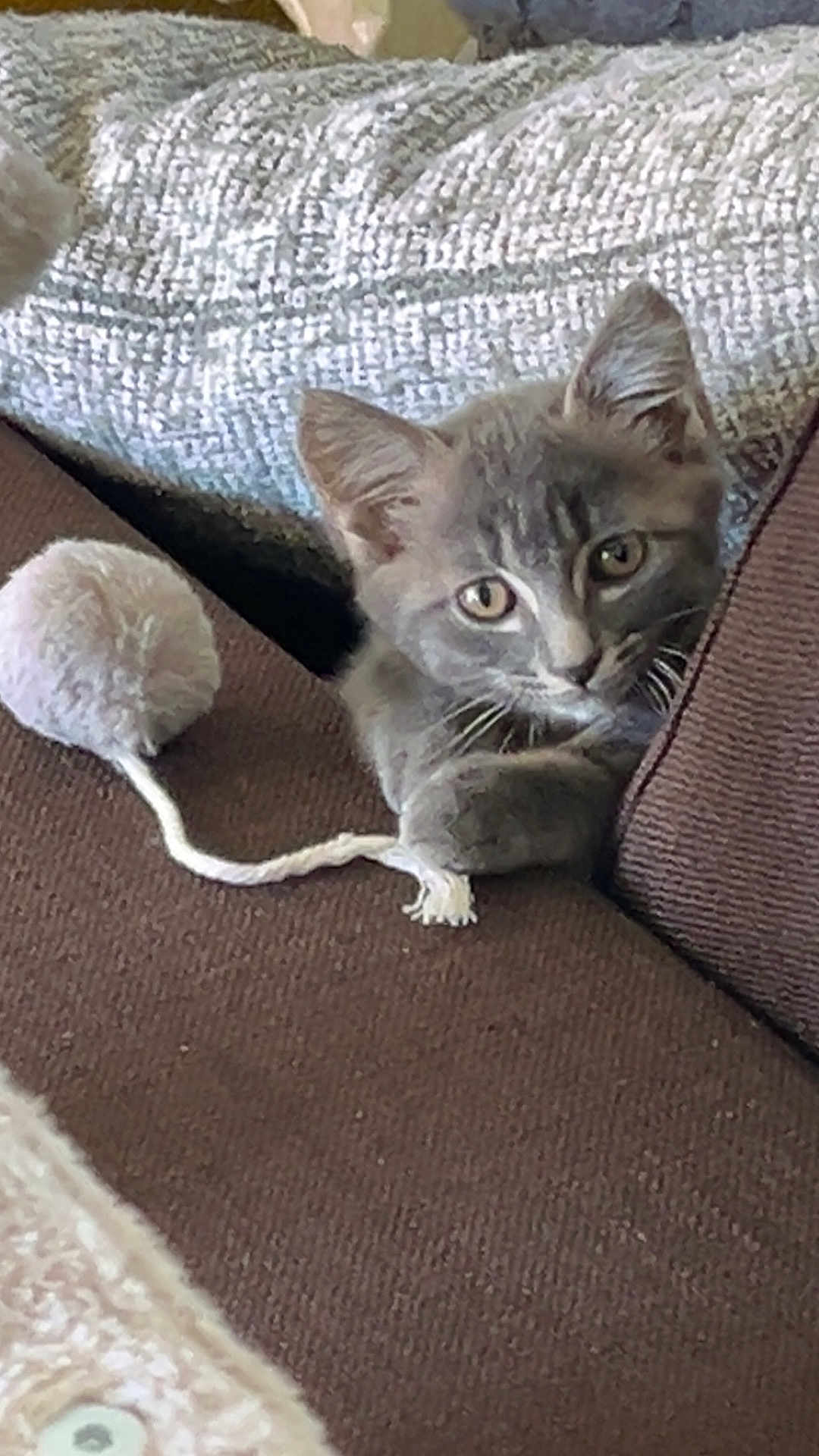 Dexter