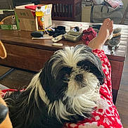Lola Jean is registered to the contest to win money with this photo: dog, black_and_white, fluffy, indoor, person, pajamas, red, white, table, clutter, household_items, foot, wooden, living_room, pet, cozy, sitting, fur, relaxed, casual