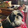 dog, black_and_white, fluffy, indoor, person, pajamas, red, white, table, clutter, household_items, foot, wooden, living_room, pet, cozy, sitting, fur, relaxed, casual