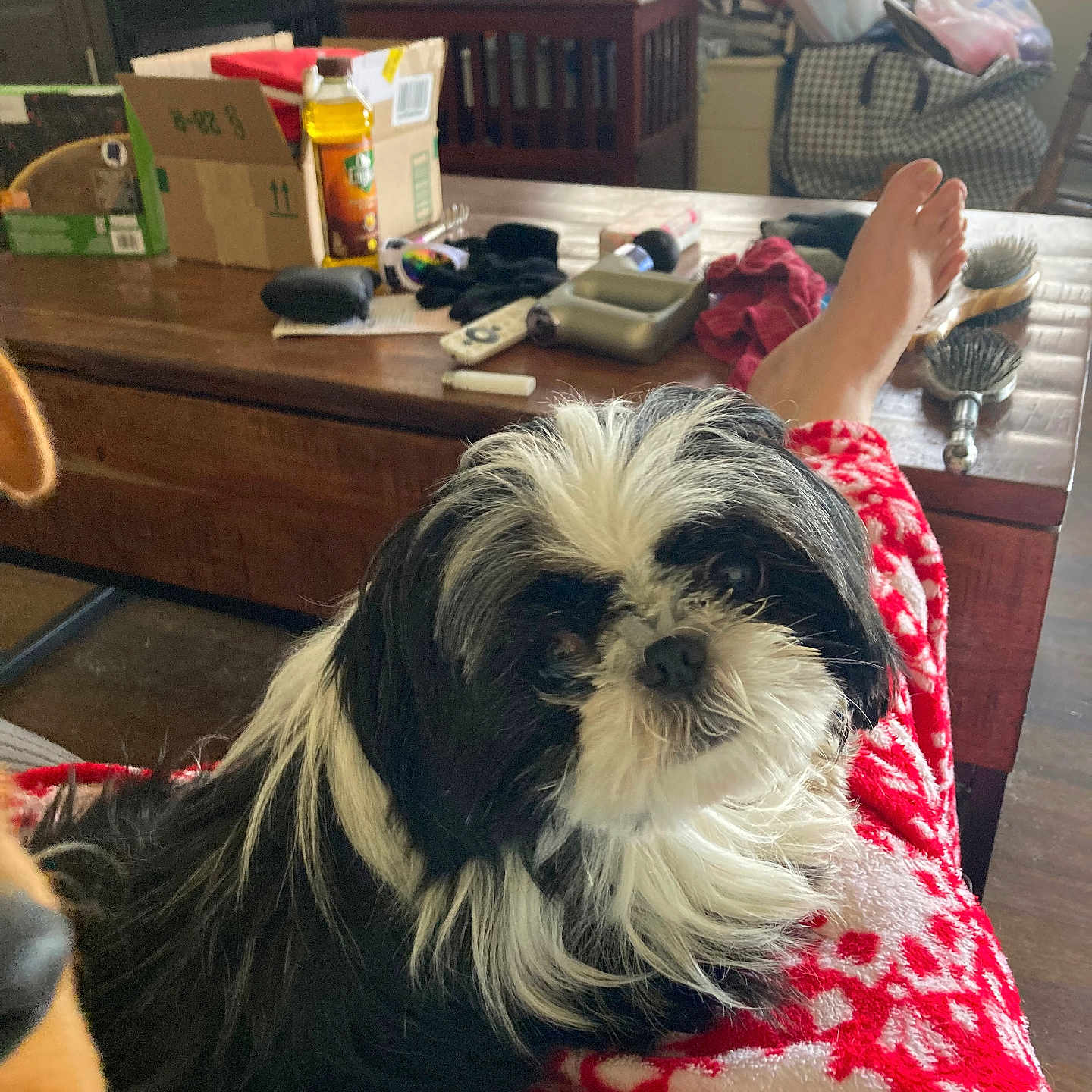 Lola Jean is registered to the contest to win money with this photo: dog, black_and_white, fluffy, indoor, person, pajamas, red, white, table, clutter, household_items, foot, wooden, living_room, pet, cozy, sitting, fur, relaxed, casual