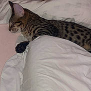 Ginger participe au concours pour gagner de l'argent avec cette photo : cat, bed, pillow, blanket, sleeping, striped, spotted, tabby, indoor, cozy, resting, feline, pet, animal, fur, whiskers, relaxed, comfort, pink_wall, sleep