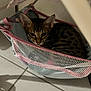cat, animal, pet, feline, indoor, mesh, hammock, resting, spotted, curious, pink, blue, fabric, floor, tile, small, cozy, cute, home, relaxed
