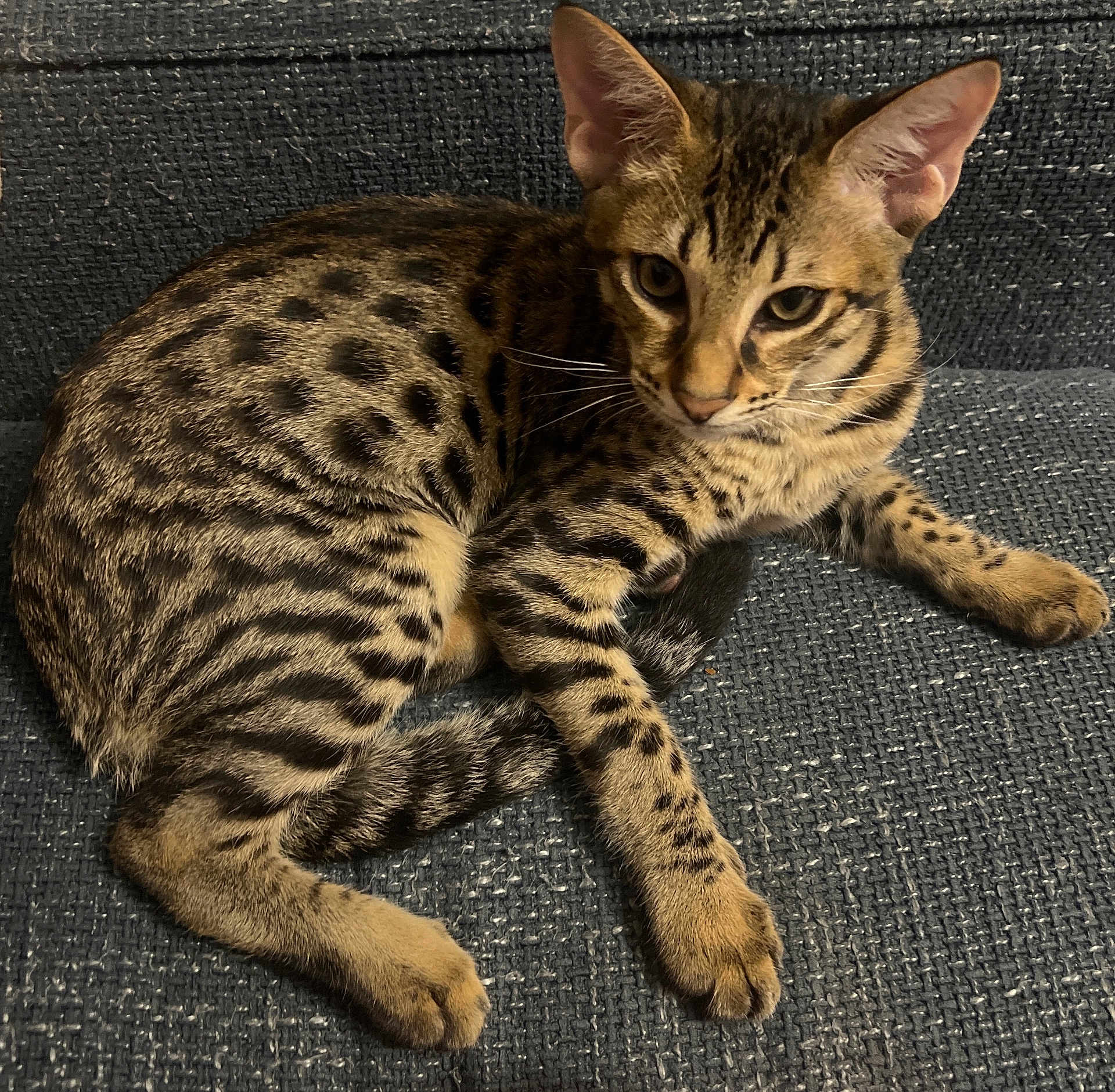 Ginger participe au concours pour gagner de l'argent avec cette photo : cat, spotted_cat, animal, pet, feline, fur, whiskers, ears, paws, tail, indoor, couch, texture, pattern, striped, resting, looking, closeup, mammal, cute