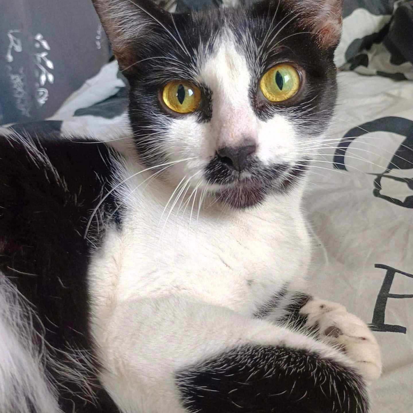 Lili participe au concours pour gagner de l'argent avec cette photo : abyssinian, angora, animal, bed, bedroom, blanket, cat, cushion, egyptiancat, furniture, homedecor, indoors, kitten, manx, pet, quilt, room, snout