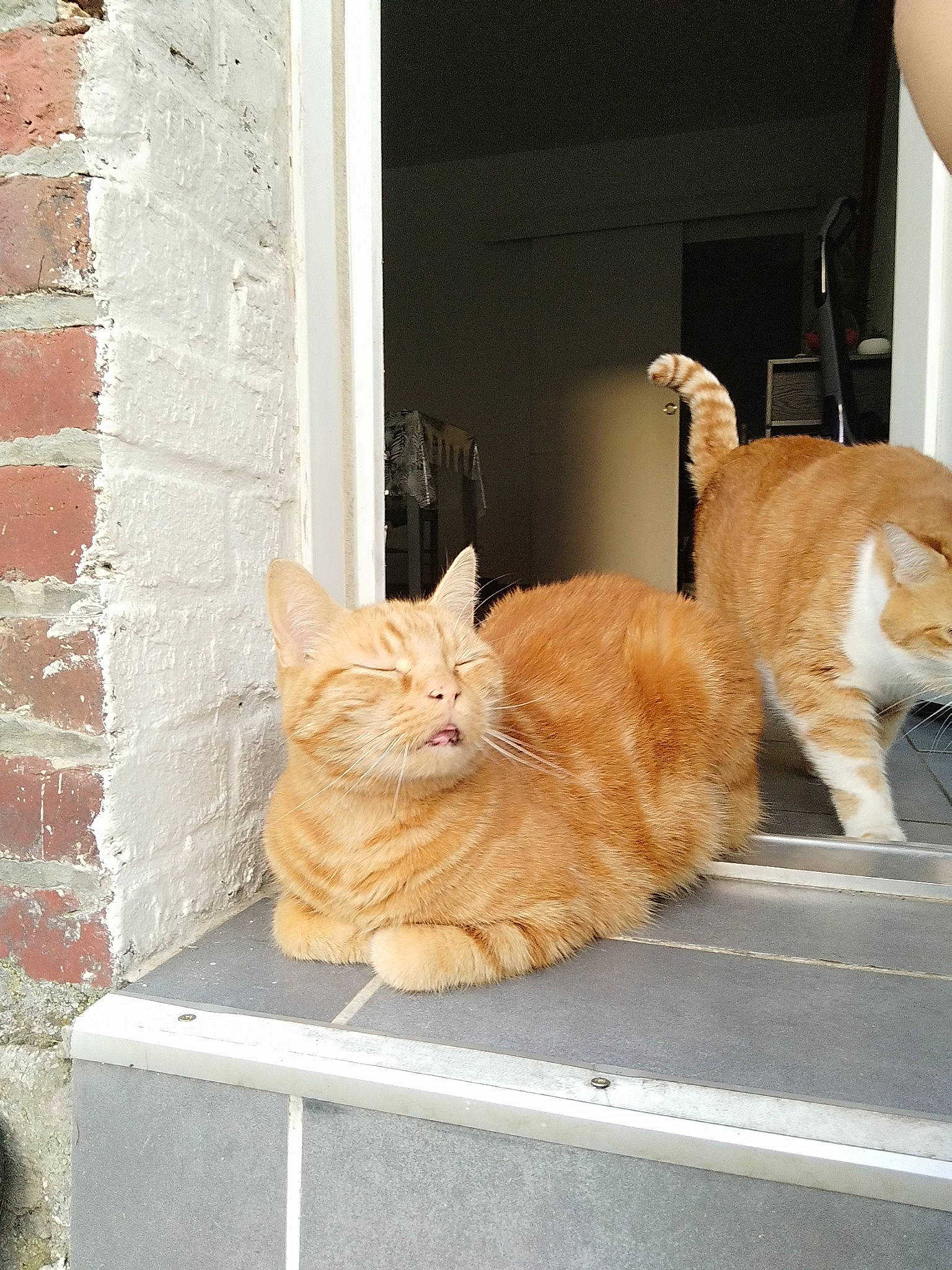 Caramel a rejoint le concours — aidez-le/la à gagner de superbes lots ! brick, brickwork, carnivore, cat, comfort, domestic_short_haired_cat, door, fawn, felidae, flooring, fur, orange, plant, sitting, small_to_medium_sized_cats, snout, tail, whiskers, window, wood