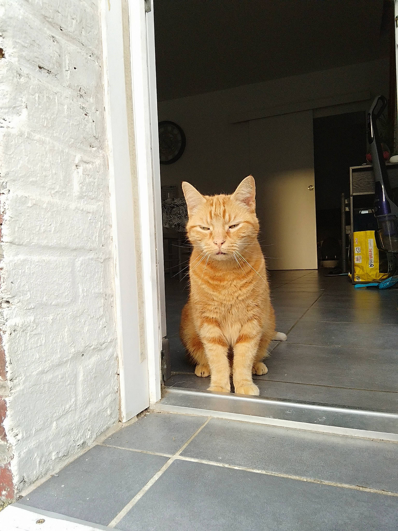 Caramel participe au concours pour gagner de l'argent avec cette photo : brick, brickwork, carnivore, cat, domestic_short_haired_cat, door, fawn, felidae, flooring, fur, grey, road_surface, sitting, small_to_medium_sized_cats, snout, street, tail, whiskers, window, wood
