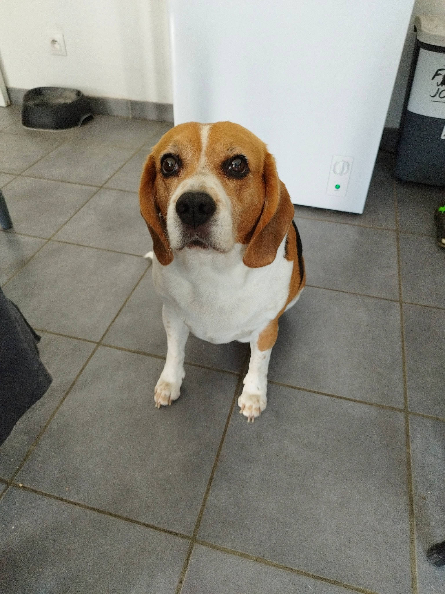 Angel a rejoint le concours — aidez-le/la à gagner de superbes lots ! canidae, carnivore, collar, companion_dog, couch, dog, dog_breed, door, fawn, floor, flooring, hardwood, non_sporting_group, paw, scent_hound, snout, sporting_group, tail, working_animal, working_dog